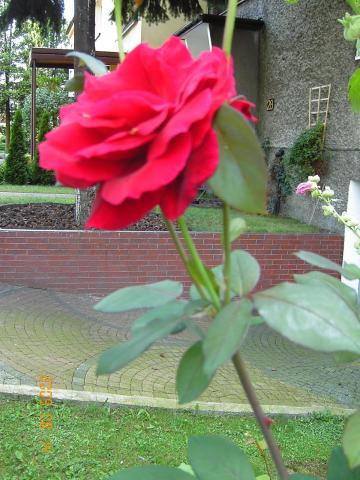 Róże wciąż piękne :)