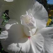Kwiat Mieczyka Biał