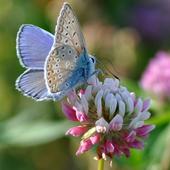 Kwiaty i motyle-Modraszek