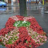 Kwiaty we Lwowie