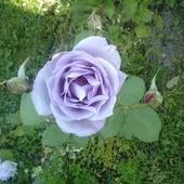 niebieska róża:)