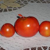 Pomidory ''ufoludk