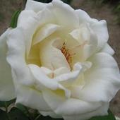 Róza Rabatowa