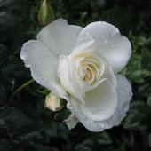 Róża5