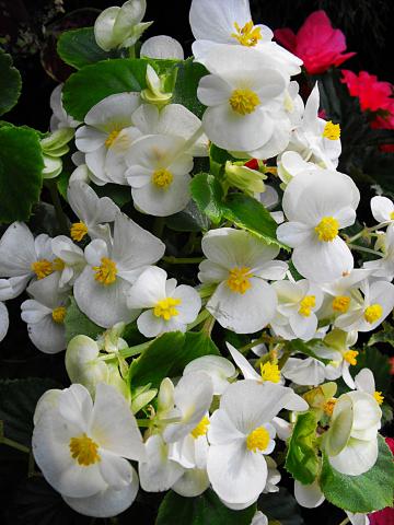 Begonia drobnokwiatowa