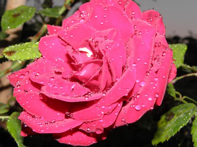 Diamentowa róża :)