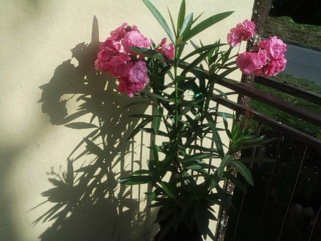 galeria cieni(oleander)