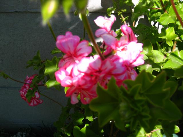 Kwiaty z ogrodu