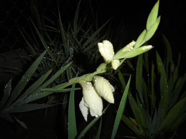 Mieczyk (Gladiola) - Gladiolus