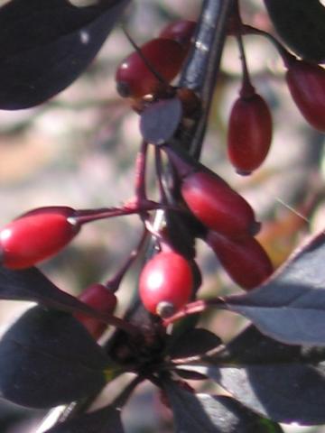 Owoce berberysa