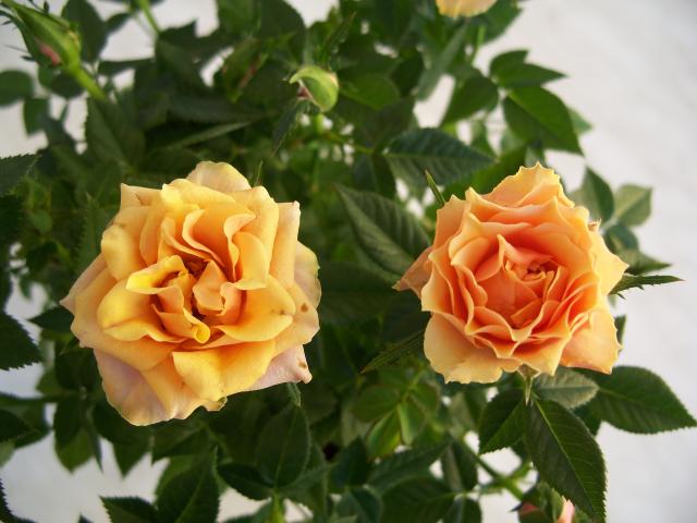 Róża miniaturowa