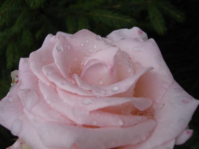 róża po deszczu
