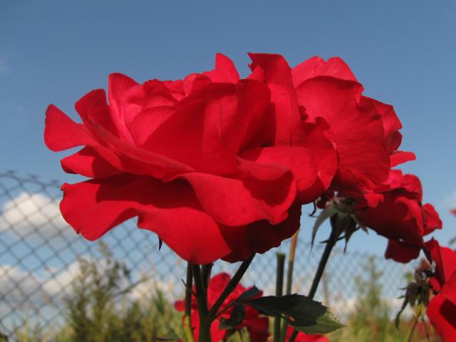 róża rabatowa