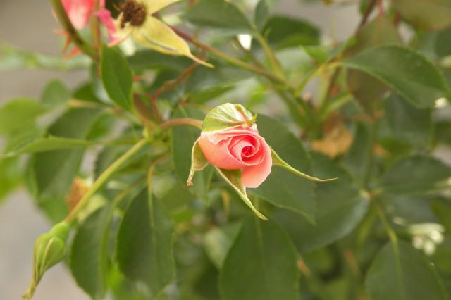 Róża tarasowa 2