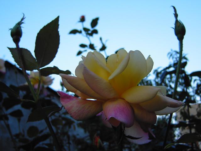 Róże coraz piękniejsze :)