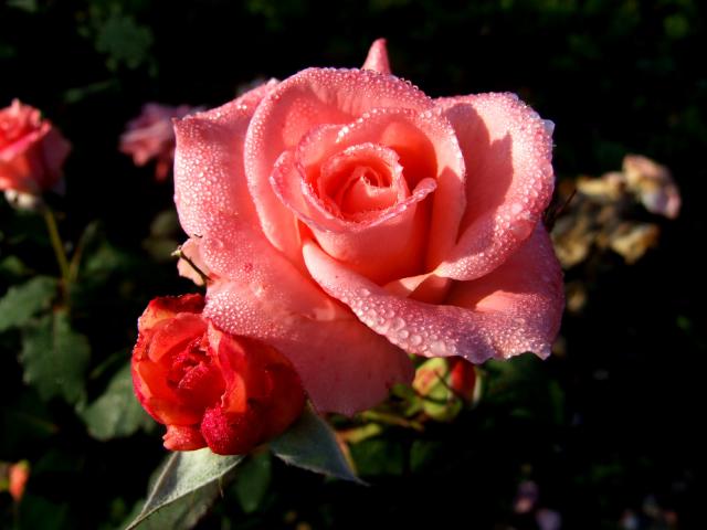Róże w porannej rosie.