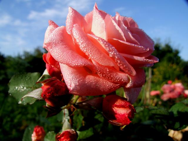 Róże w porannej rosie.