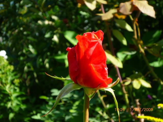 róży c.d.(małe jest piękne)