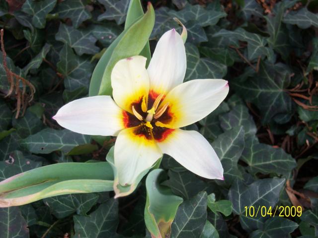 tulipanek
