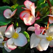 Begonia zwana kwiatem wiśni