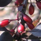 Owoce berberysa