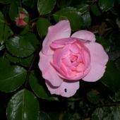 Róża parkowa
