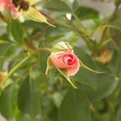 Róża tarasowa 2
