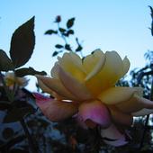 Róże Coraz Piękni