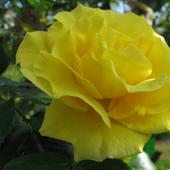 żółta Rózyczka J