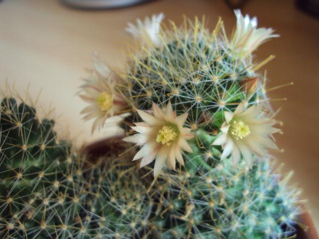 białe kwiatuszki na kaktusku