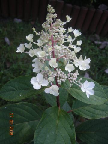Hortensja bukietowa    Hydrangea Paniculata