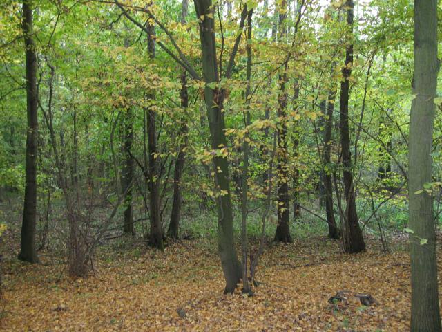 Jesień idzie przez las...