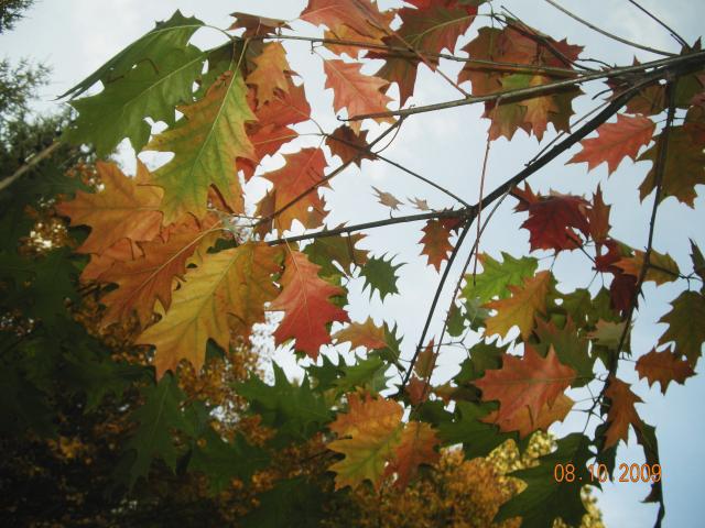 Jesień liście maluje......