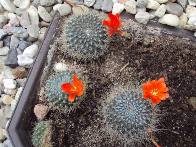kwitnące kaktuski