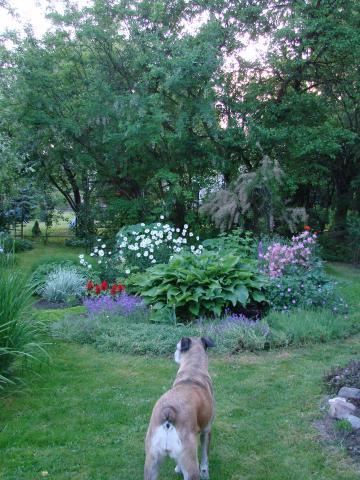 Mój pies kontroluje ogród