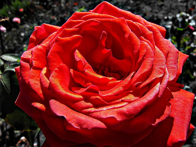 Róża cynobrowa o złocistym połysku