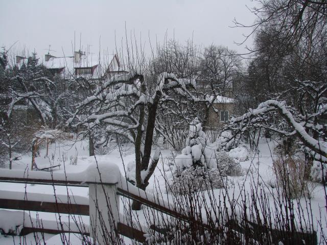Zima w moim ogrodzie