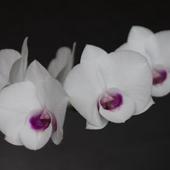 dendrobium phalaenopsis
