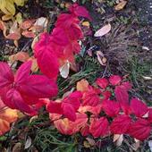 jesień barwi na czerwono