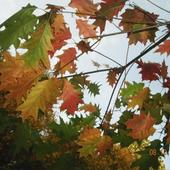 Jesień liście maluje......