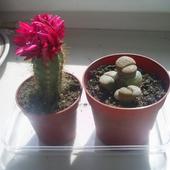 kaktus i żywe kamienie