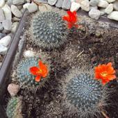 kwitnące kaktuski