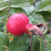 Owoc Róży Pomarszc