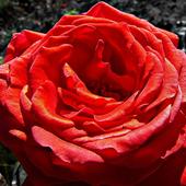 Róża Cynobrowa O Z