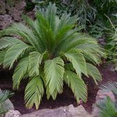 Sagowiec Cykas (Palm