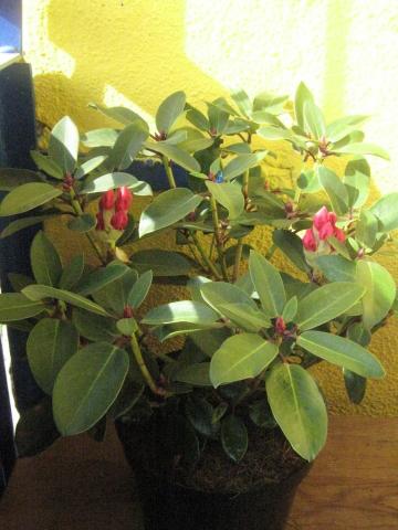 azalia/rododendron