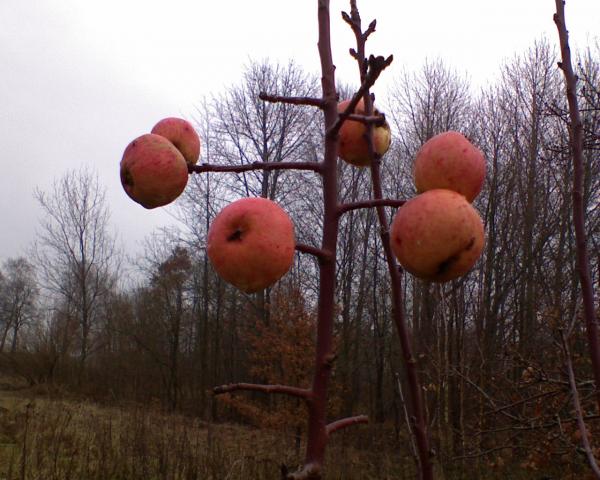 dzikie jabłuszka