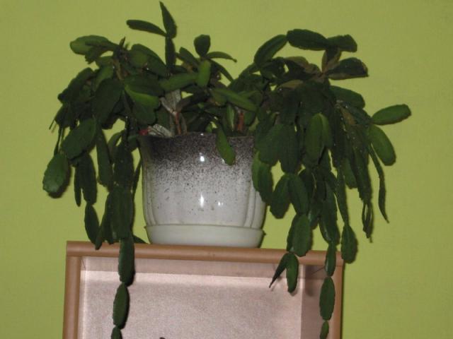 Kaktus wielkanocny - Rhipsalidopsis