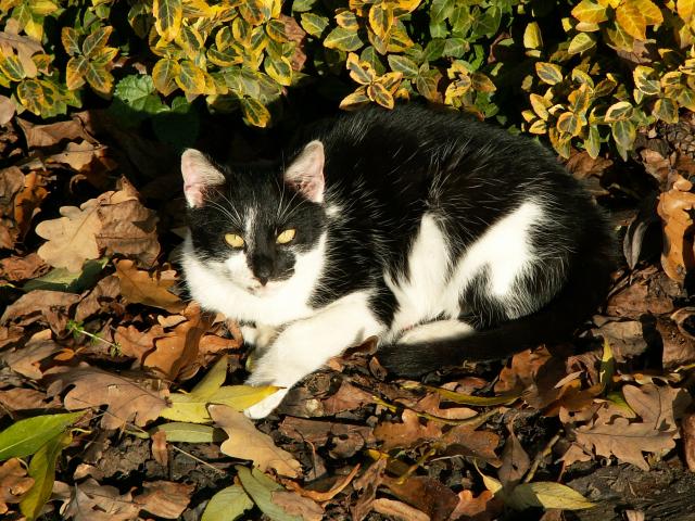 mój kot wygrzewa się w jesiennym słoneczku