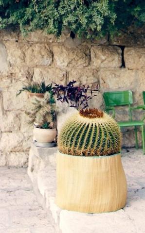 Kaktus , t.zw. Fotel Teściowej  Echinocactus grusonii